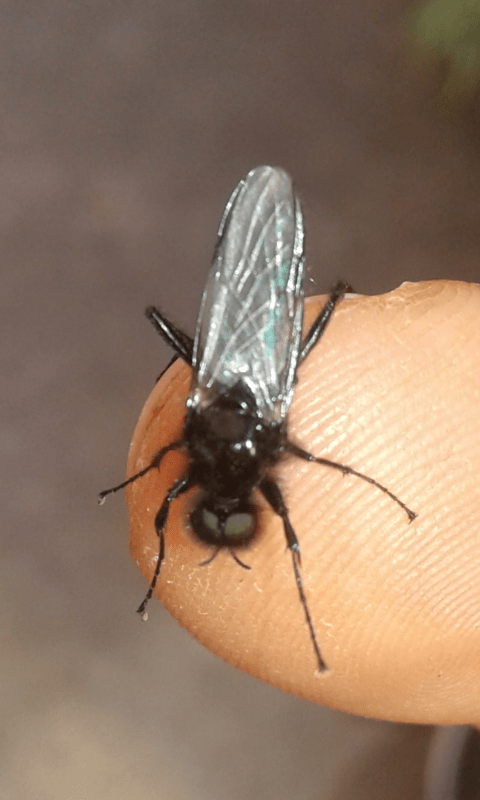 Larve di dittero?  S, pupe di Bibo sp. (Bibionidae).